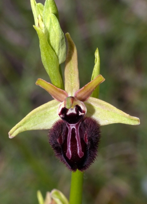 Ophrys incubacea?